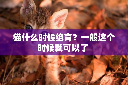 貓什么時候絕育？一般這個時候就可以了 