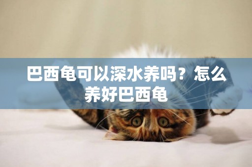 巴西龜可以深水養嗎？怎么養好巴西龜