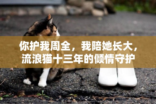 你護我周全，我陪她長大，流浪貓十三年的傾情守護