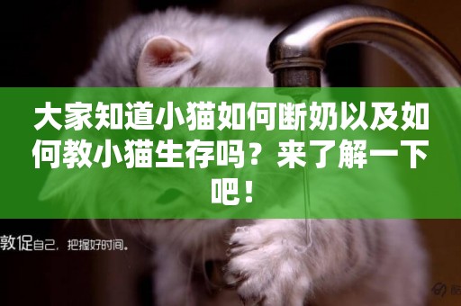 大家知道小貓如何斷奶以及如何教小貓生存嗎？來了解一下吧！