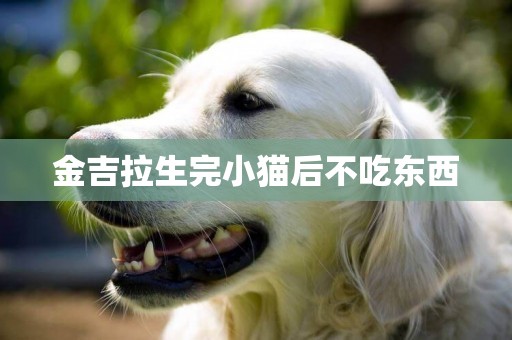 金吉拉生完小貓后不吃東西