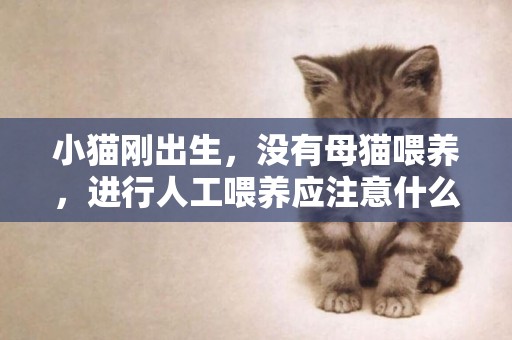 小貓剛出生，沒有母貓喂養，進行人工喂養應注意什么？