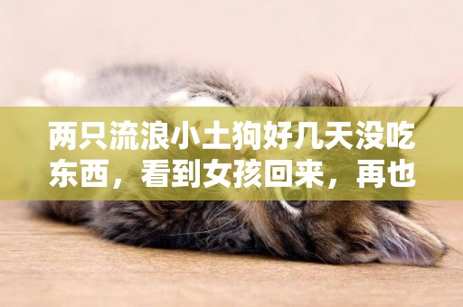 兩只流浪小土狗好幾天沒吃東西，看到女孩回來，再也不讓她離開了
