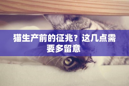 貓生產前的征兆？這幾點需要多留意 