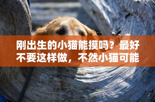 剛出生的小貓能摸嗎？最好不要這樣做，不然小貓可能會消失