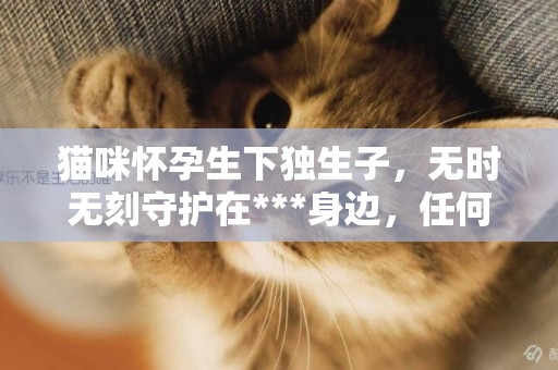 貓咪懷孕生下獨生子，無時無刻守護在***身邊，任何人都不讓碰