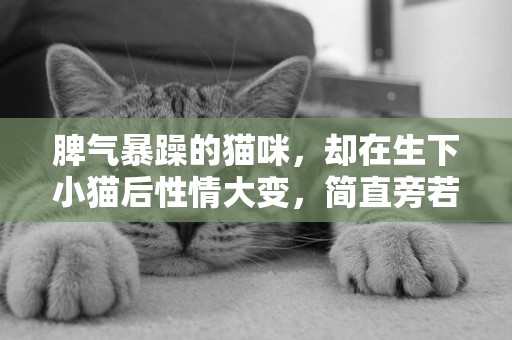 脾氣暴躁的貓咪，卻在生下小貓后性情大變，簡直旁若兩貓