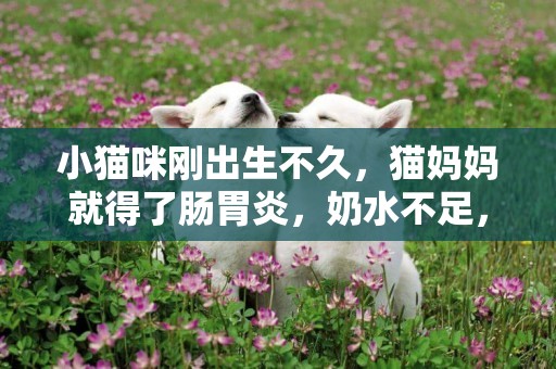 小貓咪剛出生不久，貓媽媽就得了腸胃炎，奶水不足，只能人工喂養