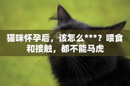 貓咪懷孕后，該怎么***？喂食和接觸，都不能馬虎