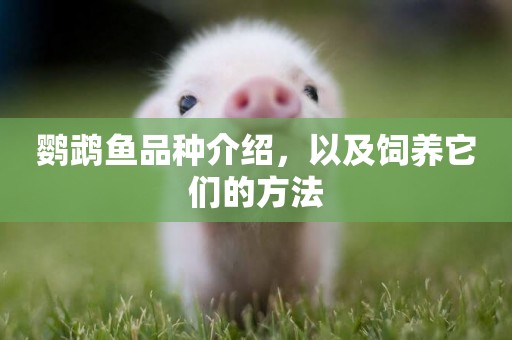 鸚鵡魚品種介紹，以及飼養它們的方法