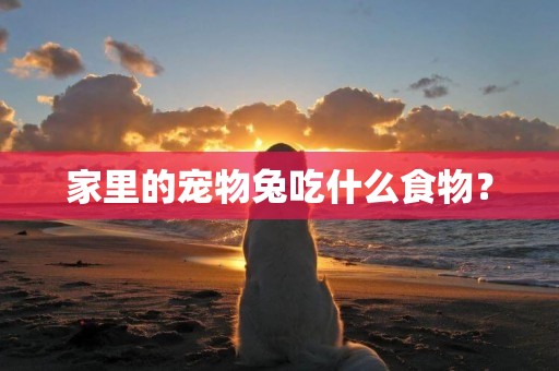 家里的寵物兔吃什么食物？