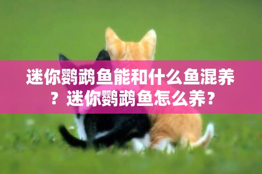 迷你鸚鵡魚能和什么魚混養？迷你鸚鵡魚怎么養？