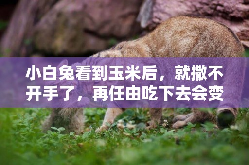 小白兔看到玉米后，就撒不開手了，再任由吃下去會變小胖兔吧？