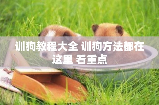 訓狗教程大全 訓狗方法都在這里 看重點