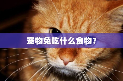 寵物兔吃什么食物？
