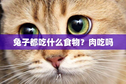 兔子都吃什么食物？肉吃嗎