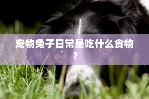 寵物兔子日常是吃什么食物？