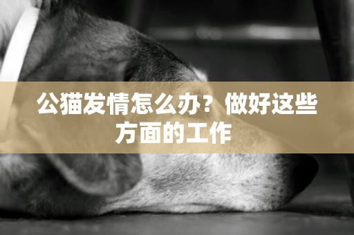 公貓發情怎么辦？做好這些方面的工作 