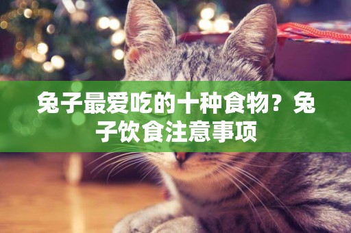 兔子最愛吃的十種食物？兔子飲食注意事項