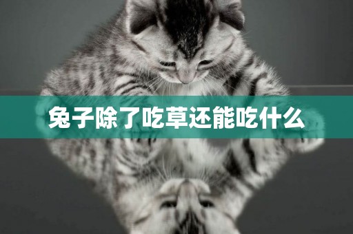 兔子除了吃草還能吃什么
