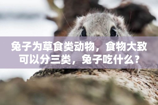 兔子為草食類動物，食物大致可以分三類，兔子吃什么？
