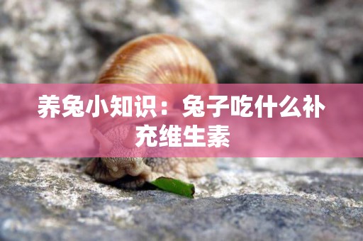 養兔小知識：兔子吃什么補充維生素