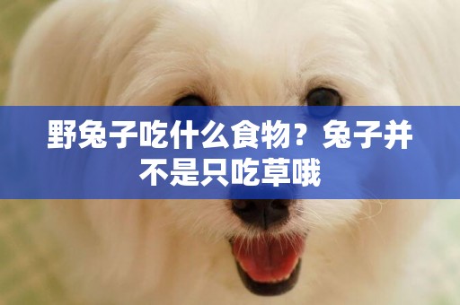 野兔子吃什么食物？兔子并不是只吃草哦