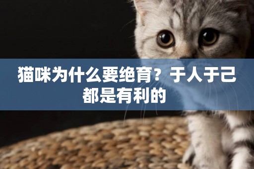 貓咪為什么要絕育？于人于己都是有利的 