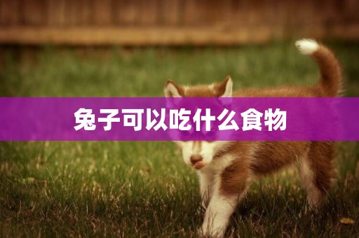 兔子可以吃什么食物