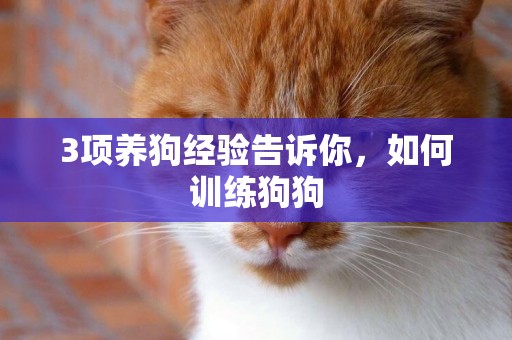 3項養狗經驗告訴你，如何訓練狗狗