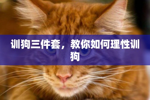 訓狗三件套，教你如何理性訓狗