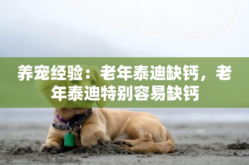 養寵經驗：老年泰迪缺鈣，老年泰迪特別容易缺鈣