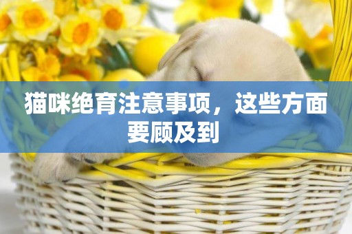 貓咪絕育注意事項，這些方面要顧及到 