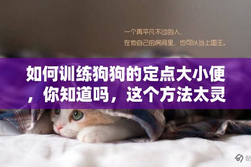 如何訓練狗狗的定點大小便，你知道嗎，這個方法太靈了！