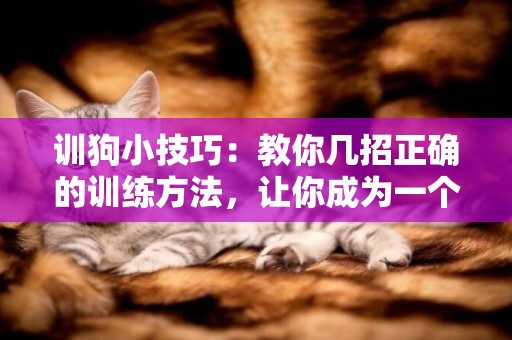 訓狗小技巧：教你幾招正確的訓練方法，讓你成為一個訓狗大師
