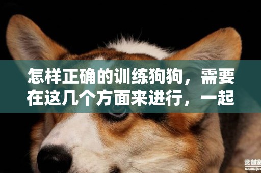 怎樣正確的訓練狗狗，需要在這幾個方面來進行，一起來看看