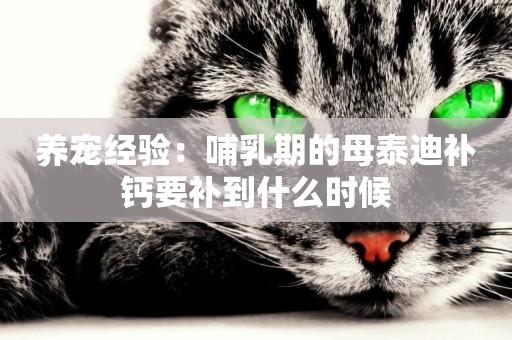 養寵經驗：哺乳期的母泰迪補鈣要補到什么時候