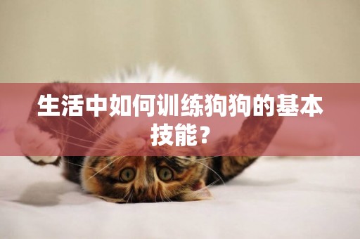生活中如何訓練狗狗的基本技能？