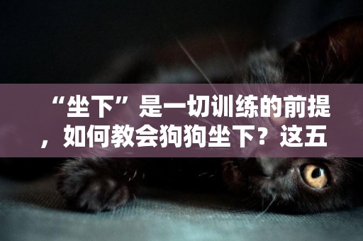 “坐下”是一切訓練的前提，如何教會狗狗坐下？這五點可以幫到你