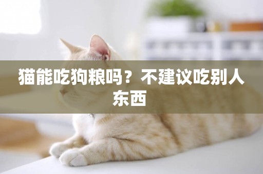 貓能吃狗糧嗎？不建議吃別人東西 