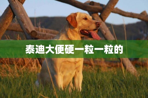 泰迪大便硬一粒一粒的