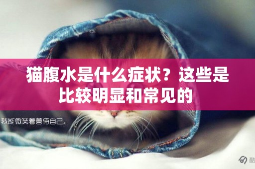 貓腹水是什么癥狀？這些是比較明顯和常見的 