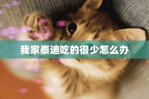 我家泰迪吃的很少怎么辦