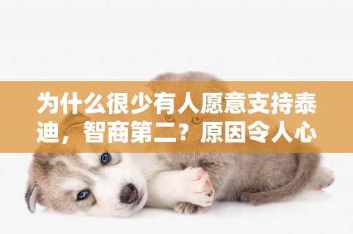 為什么很少有人愿意支持泰迪，智商第二？原因令人心碎