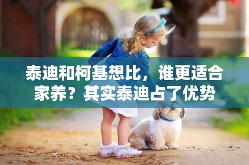 泰迪和柯基想比，誰更適合家養？其實泰迪占了優勢