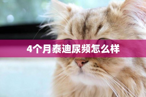4個月泰迪尿頻怎么樣