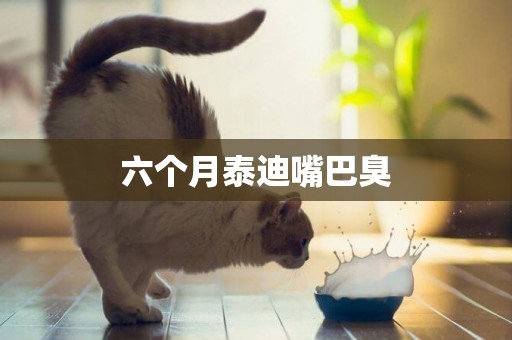 六個月泰迪嘴巴臭