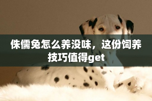 侏儒兔怎么養沒味，這份飼養技巧值得get