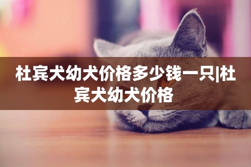 杜賓犬幼犬價格多少錢一只|杜賓犬幼犬價格 