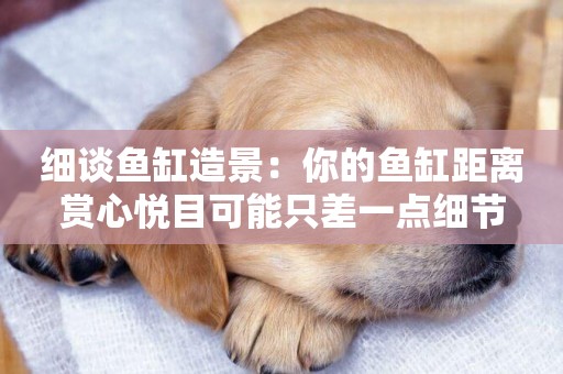 細談魚缸造景：你的魚缸距離賞心悅目可能只差一點細節